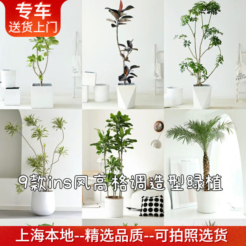 【一物一拍】各种造型植物百合竹蓝花楹南天竹鸭脚木大型室内绿植