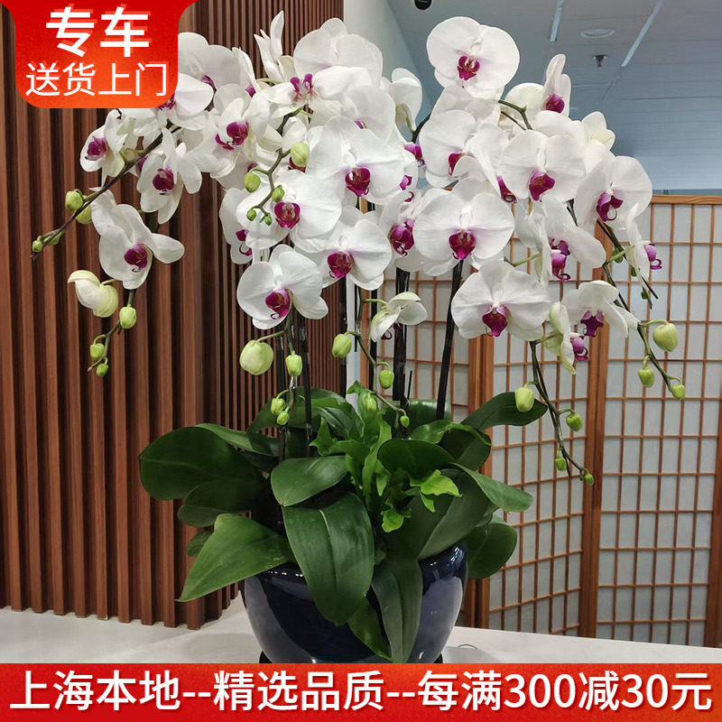 白花红心蝴蝶兰盆栽 大花品种 高档礼品开业乔迁生日送礼室内花卉