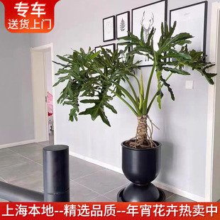 龙鳞春羽老桩盆栽 春雨柱喜林芋大型室内客厅植物 上海送货上门