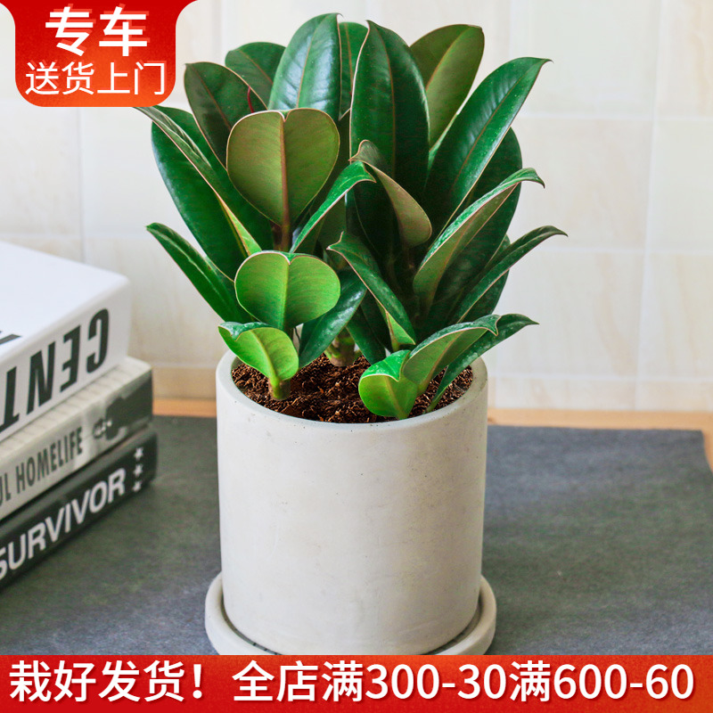 小橡皮树盆栽桌面小植物黑金刚
