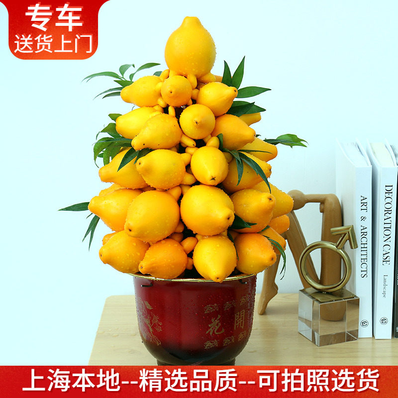 黄金果盆景 五代同堂乳茄观果植物年宵花卉室内客厅绿植年花_虎窝淘