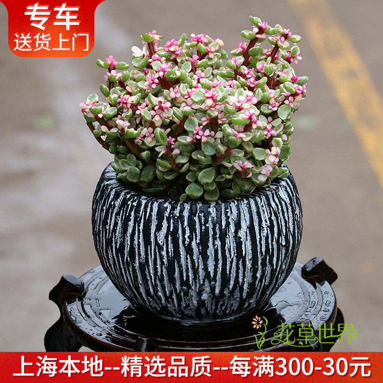 雅乐之舞盆栽 叶子长得像花的绿植阳台窗台绿植花卉耐干多肉植物