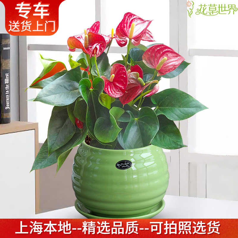 红掌盆栽花烛火鹤花四季常开观花植物多年生室内花卉盆景