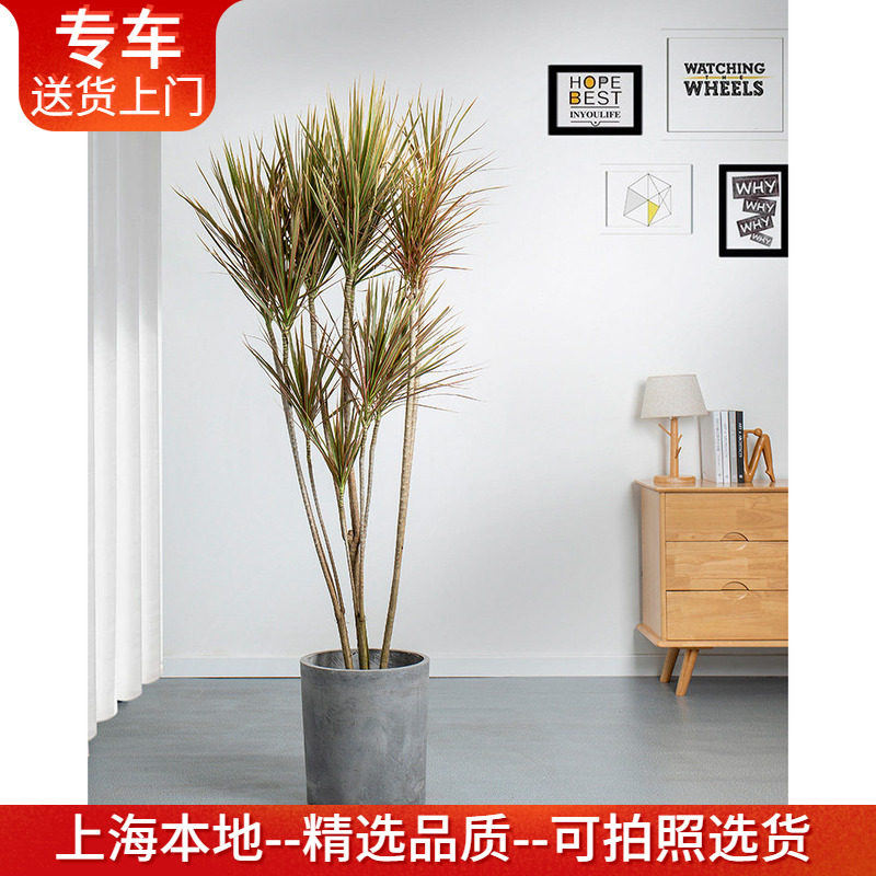 七彩千年木盆栽 绿色马尾铁彩色龙血树办公室客厅客内阳台绿植物