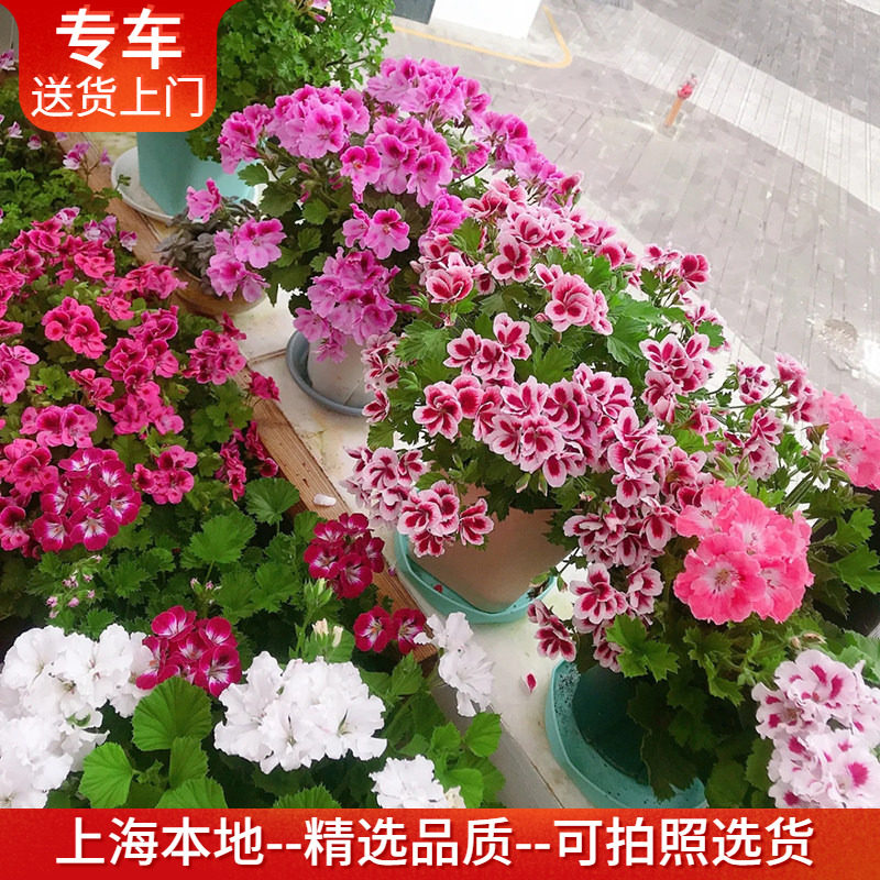 天竺葵盆栽 带花出售四季花期长阳台窗台庭院绿植花卉 多年生植物