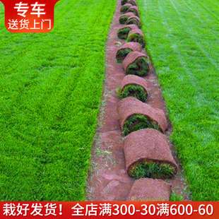 【包上门铺好】真草皮果岭草马尼拉佛甲草过路黄草坪上海送货上门