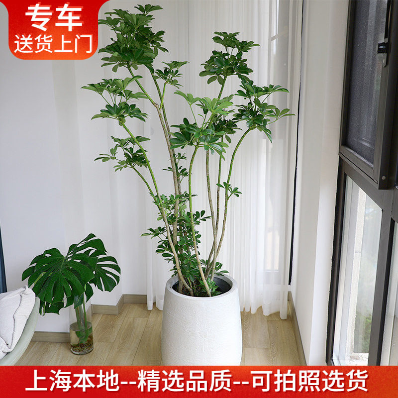 造型鸭脚木盆栽招财树 净化空气植物室内办公室阳台客厅绿植