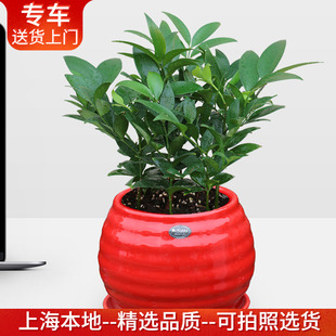 竹柏盆栽 桌面小型盆景四季常绿植物花卉电脑消除眼睛疲劳