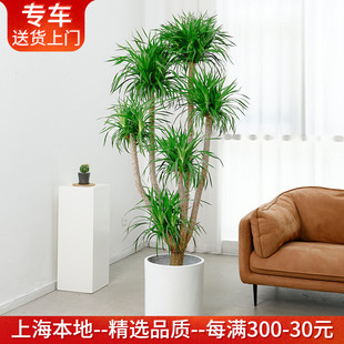 1.4—2.5米多头龙血树盆栽龙须树大型室内办公室客厅植物大气绿植