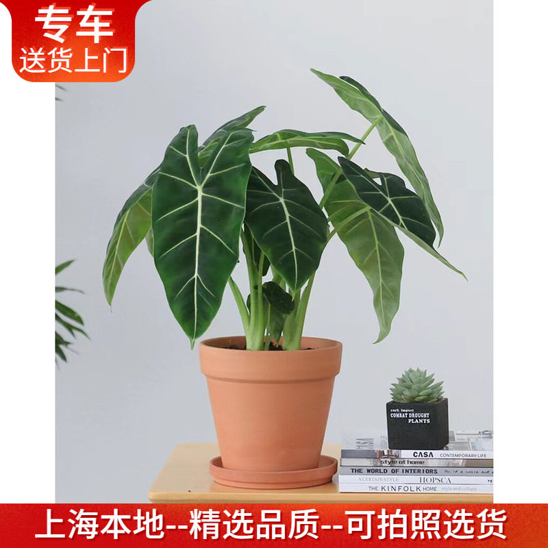 绿天鹅绒海芋盆栽 ins北欧风网红植物室内桌面阳台观叶绿植