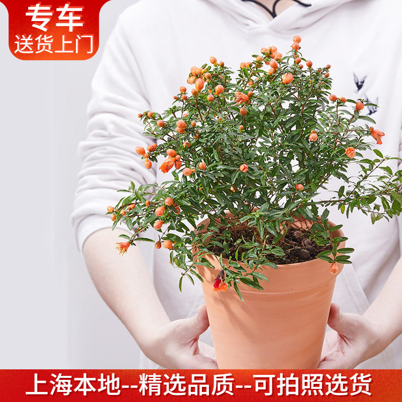石榴花盆栽 吉祥草四季开花植物花期长室内阳台庭院花卉 带花出售