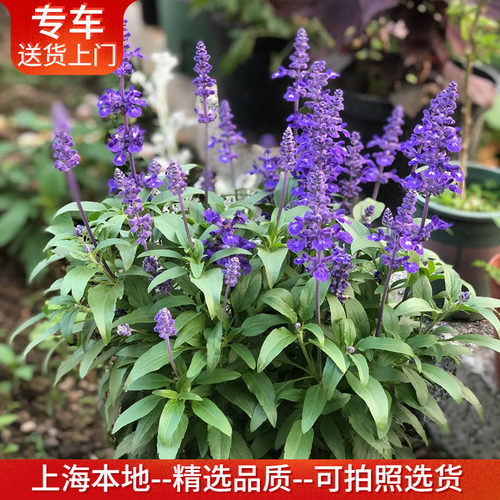 鼠尾草盆栽带花多年生植物花卉