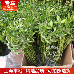 水培龙竹富贵竹带根非常好养四季常青室内绿植物花卉上海送货上门