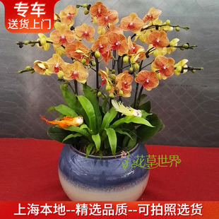 10支橙色蝴蝶兰盆栽 鲜活植物真花 高档礼品送礼花卉上海送货上门