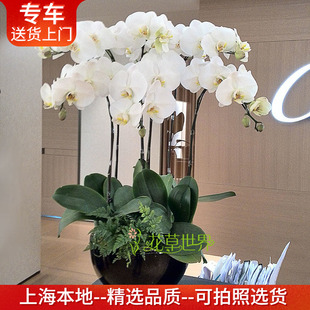 【特级大花蝴蝶兰集合】年宵花卉开业乔迁盆栽高档礼品植物上海