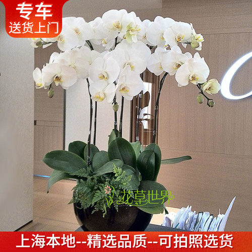 【特级大花蝴蝶兰集合】年宵花卉开业乔迁盆栽高档礼品植物上海 - 封面