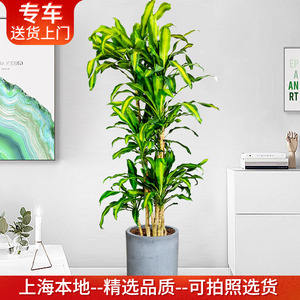 巴西铁盆栽大型客厅植物上海