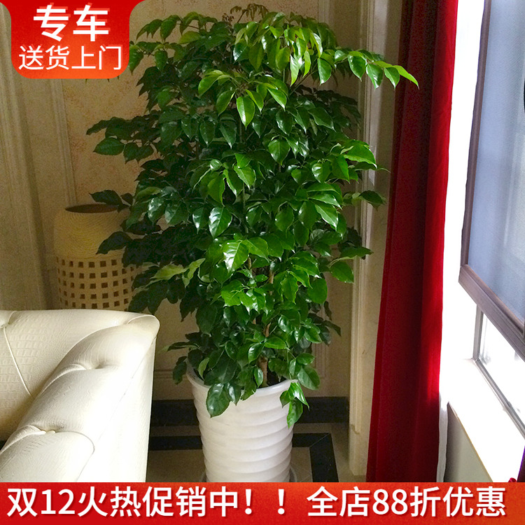 绿植幸福树大型观叶上海送货绿宝