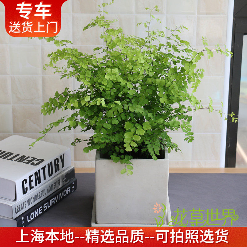 铁线蕨盆栽蕨类植物室内办公桌绿植绿化释放负离子吸甲苯净化空气