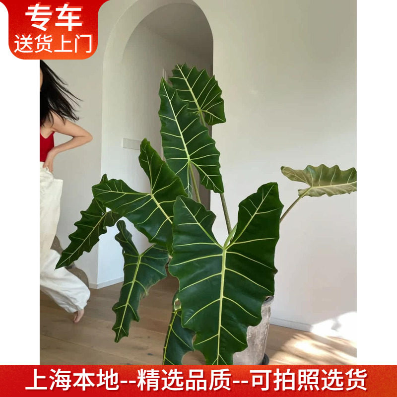 萨利安海芋室内阳台美观网红植物