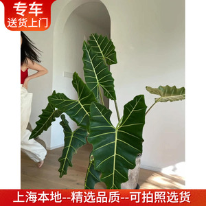 萨利安海芋室内阳台美观网红植物