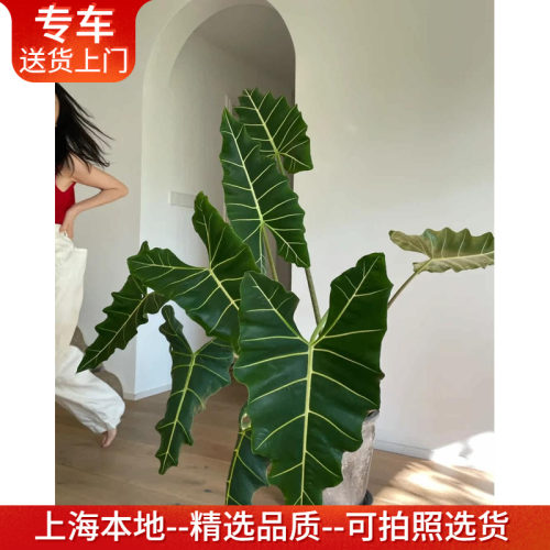 萨利安海芋室内阳台美观网红植物