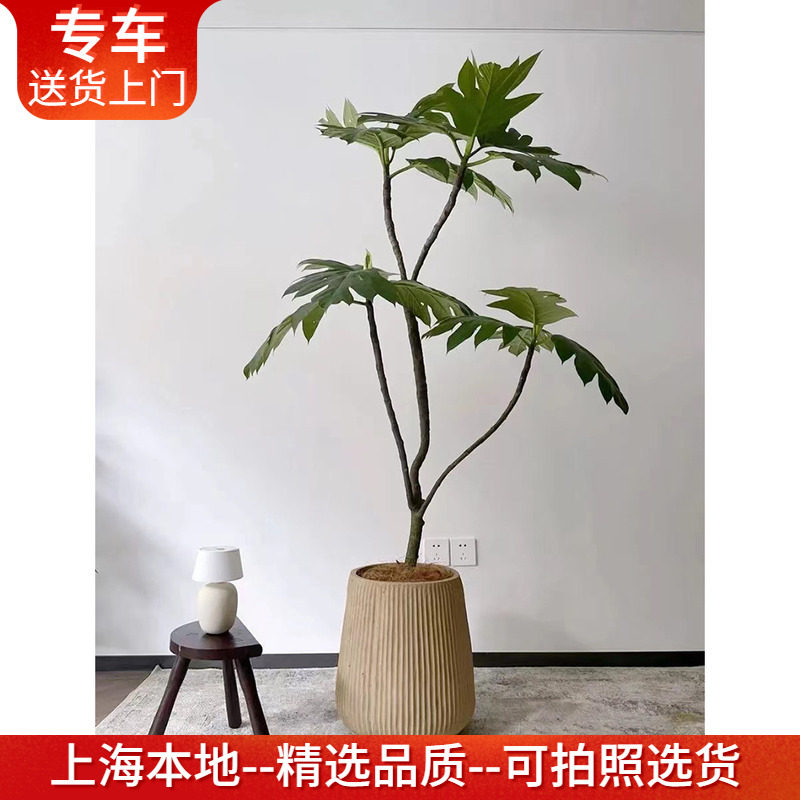 面包树盆栽大室内净化空气植物