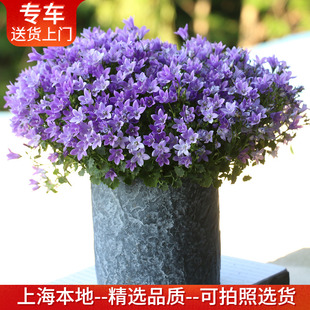 丹麦风铃花盆栽 开花爆盆花量大 阳台窗台庭院花卉耐寒植物