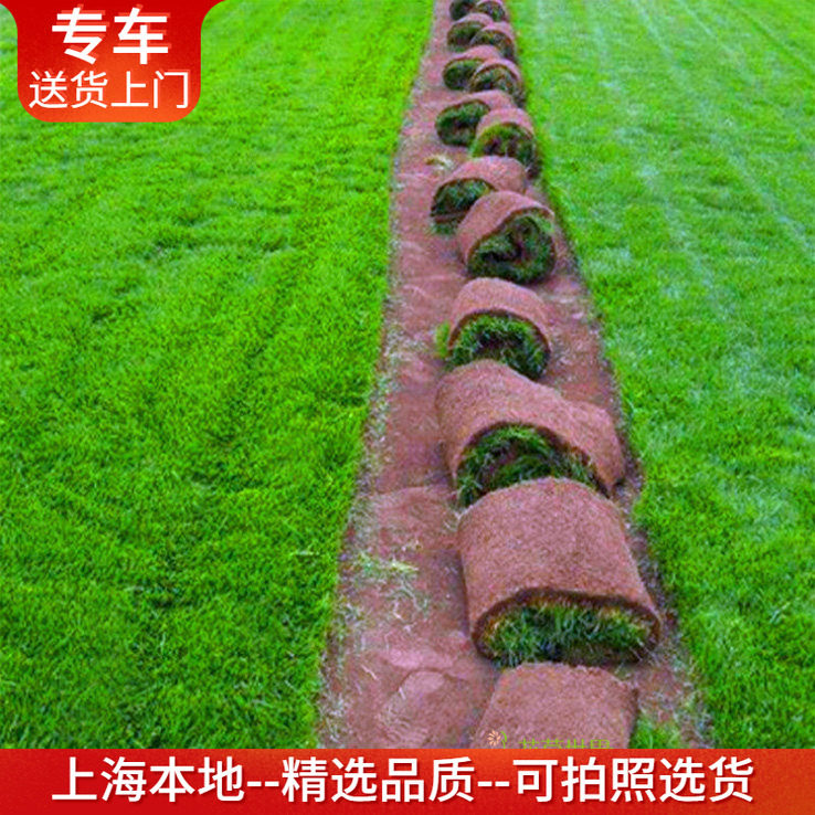 包上门铺好真草皮果岭草马尼拉图片
