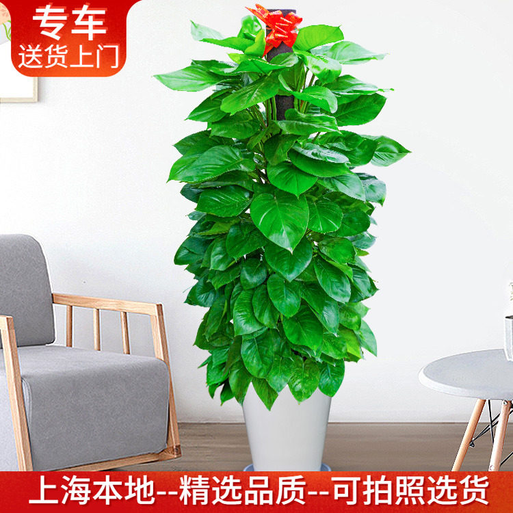 大绿萝柱盆栽净化空气植物好养室内办公室大型绿植客厅卧室耐阴,鲜花速递/花卉仿真/绿植园艺,大型绿植/成品组合盆栽,淘宝优惠券,粉丝福利购,淘宝优惠卷