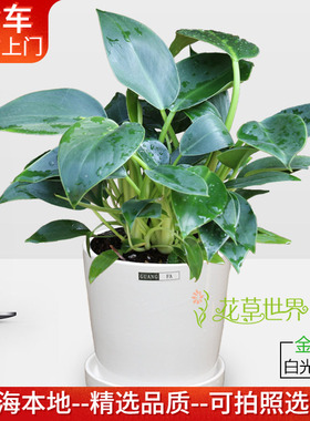 绿公主盆栽 金钻蔓绿绒 吸毒气净化空气植物室内耐阴绿植桌面