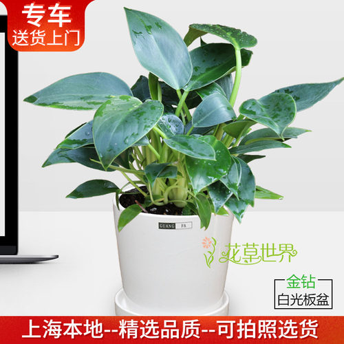 金钻蔓绿绒盆栽吸毒气桌面小植物