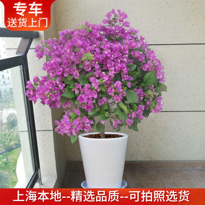 【正在开花】三角梅盆栽花期长阳台室外庭院植物观花盆景绿植花卉