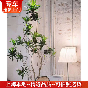 百合竹造型植物网红北欧风客厅