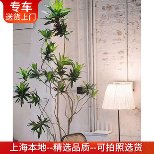 百合竹盆栽有造型网红植物金边金心细叶百合竹北欧风室内客厅绿植