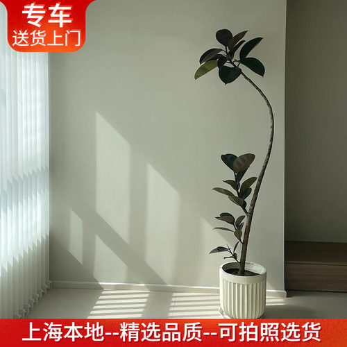 造型橡皮树盆栽好养室内植物客厅