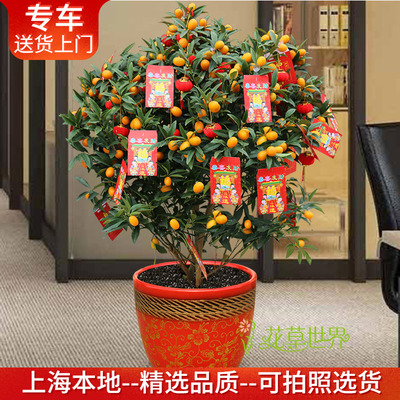 金橘金桔树盆栽带果出售年宵花卉