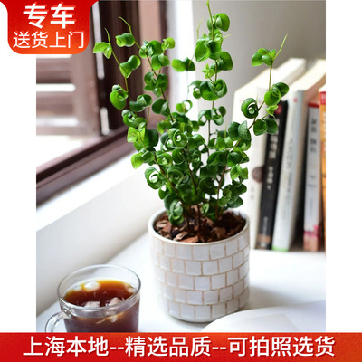 卷叶榕卷福盆栽室内桌面可爱植物