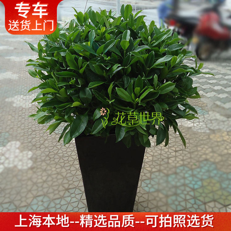 非洲茉莉盆栽耐寒耐晒植物枝叶丰满茂盛客厅办公室阳台庭院绿植