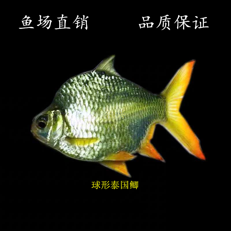 短身泰国鲫鱼 元宝鲫 金元宝 短身柠檬鲫 发财鱼 热带观赏鱼活体