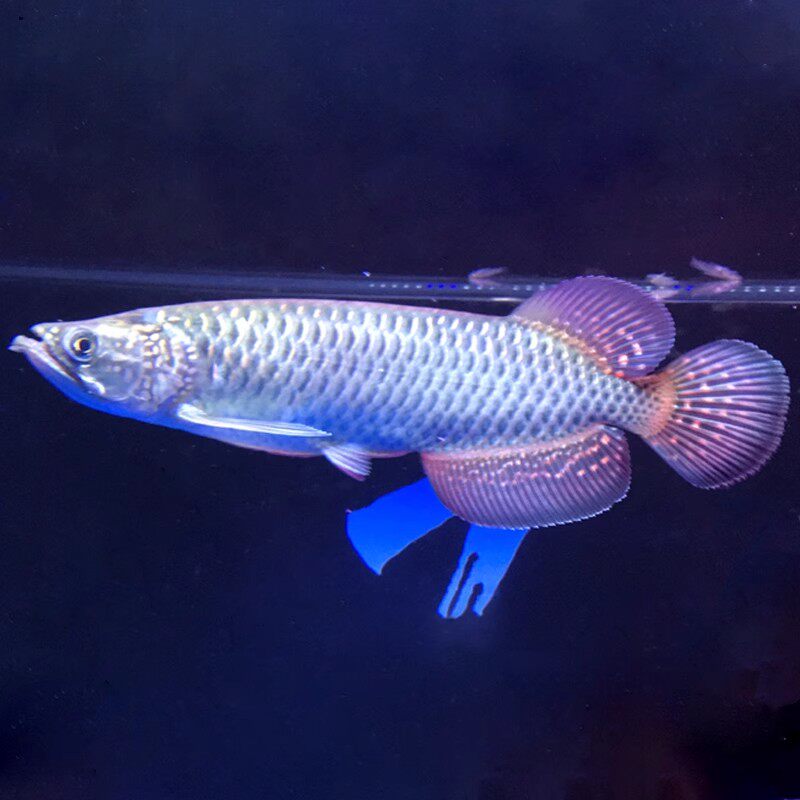 澳洲星点龙金龙鱼活体金龙红龙新手练手龙鱼苗大型淡水热带观赏鱼