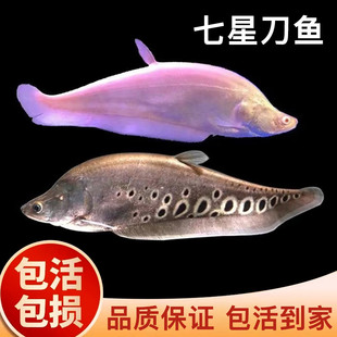 七星刀鱼活体热带红眼白化金刀好养耐活中龙鱼配鱼混养大型观赏鱼