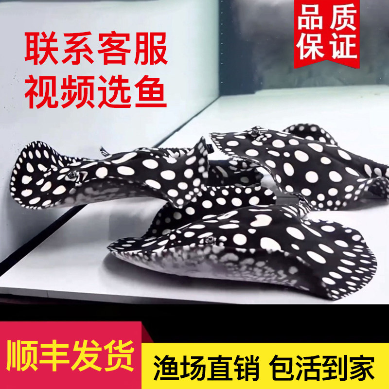 黑金皇冠虹鱼黑白魟鱼珍珠虹黑帝龙鱼活体鱼热带淡水鱼观赏鱼好养