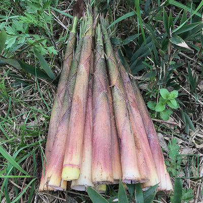 福建野生苦笋5斤包邮 现拨新鲜带壳小竹子笋小毛笋春笋甘笋凉笋