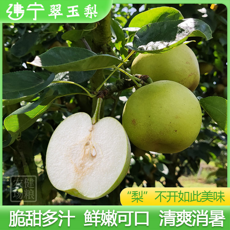 现摘新鲜建宁翠玉梨子 福建三明黄花梨脆翠冠梨同树518苹果青皮梨