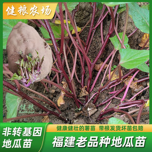 福建省地瓜苗 三明市建宁老品种地瓜苗种 板栗薯红薯苗地瓜秧苗