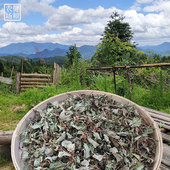 福建野生鱼腥草干三明农家自晒鱼星草泡水 新鲜折耳根养生茶250g