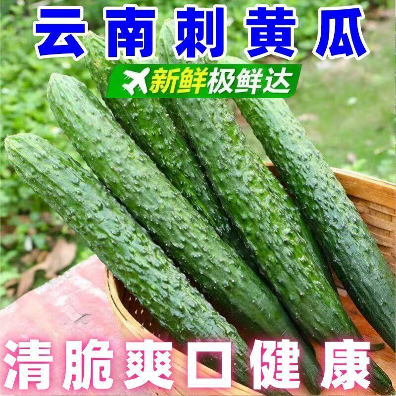 新鲜现摘刺黄瓜应季农家蔬菜生吃现摘批发特价水果当季当季长黄瓜