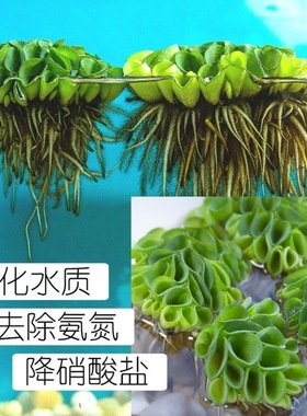 鱼缸造景观赏鱼鱼苗净化水质水浮萍槐叶萍懒人水草浮萍水培植物