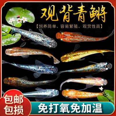 观背青鳉观赏鱼魔法鱼冷水淡水小型锦鲤金鱼活体不打氧好养易活